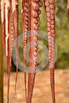 Octopus tentacles close-up