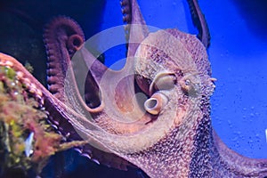 Octopus with tentacles crawls in an aquarium on a blue background