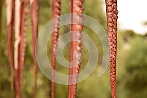 Octopus tentacles drying in the sun