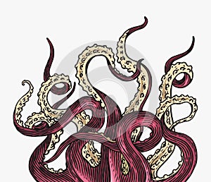 Octopus tentacles. Engraved hand drawn in old sketch, vintage creature. Nautical or marine, monster. Animal in the ocean
