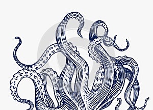 Octopus tentacles. Engraved hand drawn in old sketch, vintage creature. Nautical or marine, monster. Animal in the ocean