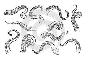 Octopus tentacles engraving. Hand drawn tentacle of underwater squid animal, sketch kraken or Cthulhu arms with sucker