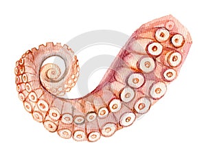 Octopus tentacles isolated on white background, watercolor