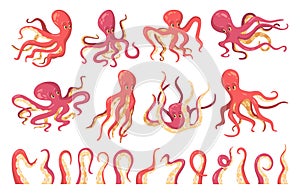 Octopus with tentacles, kraken squid monster