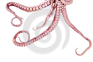 Octopus tentacles photo