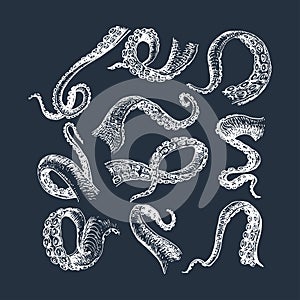 Octopus tentacles, sketches set. Feelers in vector photo