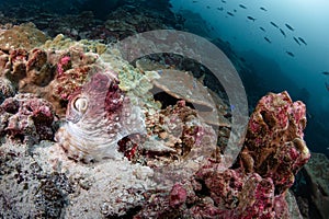 Octopus on tropical coral reef at Koh Bon island, Thailand