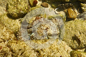 Octopus between two rocks