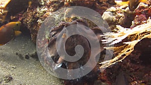 Octopus Underwater Bali