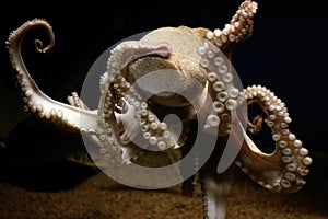 Octopus underwater. Octopus in aquarium. Common octopus.