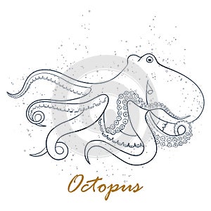 Octopus vector hand drawn illustration isolated on white background.