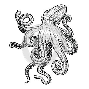 Octopus vector hand drawn illustration. photo