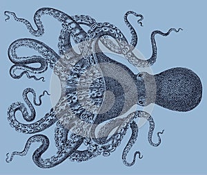 Octopus verrucosus from the Southeast Atlantic Ocean in top view