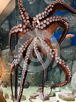 Octopus