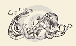 Octopus Vintage Illustration, Hand Drawn, Sketch