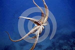 Octopus Vulgaris