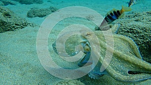 Octopus vulgaris, common octopus hunting.