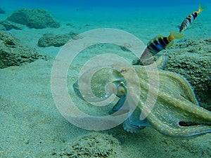 Octopus vulgaris, common octopus hunting.