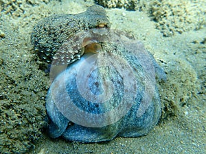 Octopus vulgaris, common octopus hunting.