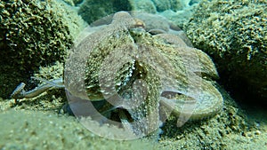 Octopus vulgaris, common octopus hunting.