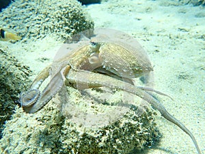 Octopus vulgaris, common octopus hunting.