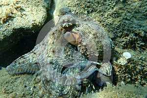 Octopus vulgaris, common octopus hunting.