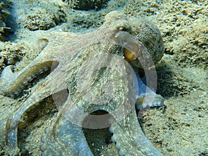 Octopus vulgaris, common octopus hunting.