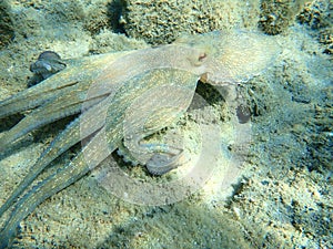 Octopus vulgaris, common octopus hunting.