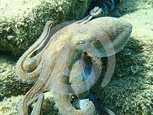 Octopus vulgaris, common octopus hunting.
