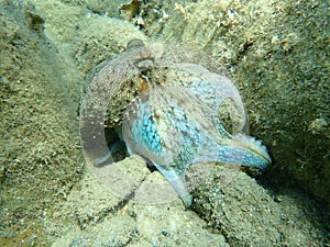 Octopus vulgaris, common octopus hunting.