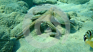 Octopus vulgaris, common octopus hunting.