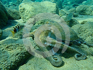 Octopus vulgaris, common octopus hunting.