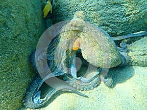 Octopus vulgaris, common octopus hunting.