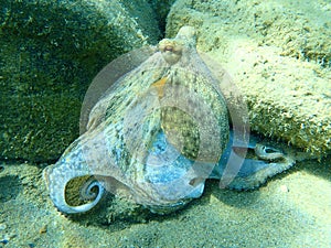 Octopus vulgaris, common octopus hunting.