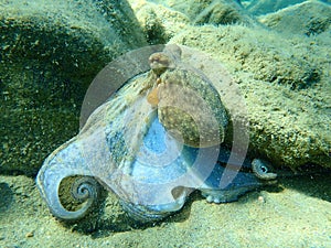 Octopus vulgaris, common octopus hunting.