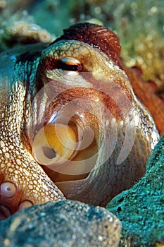 Octopus vulgaris underwater