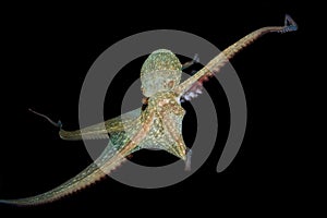 Octopus Vulgaris Underwater