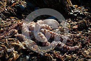 Octopus washed up on the beach on Pacific Ocean