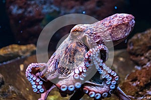 Octopus in water