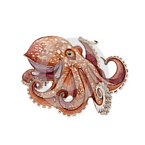 Octopus watercolor painted image. Hand drawn underwater aquatic animal. Wild octopus with eight tentacle single illustration. Beau