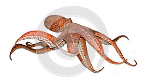 Octopus on white