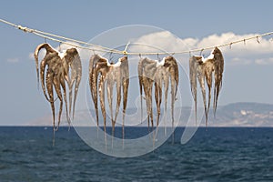 Octopuses drying on the string in Greece