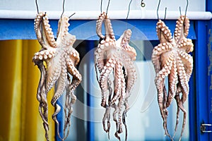 Octopuses photo