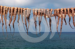 Octopuses drying in the sun