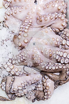 Octopuses on ice photo