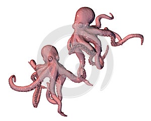 Octopuses isolated on white background