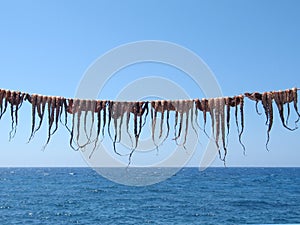 Octopuses on the String photo