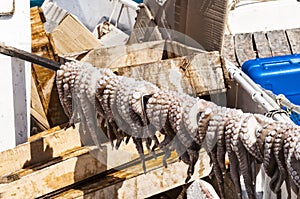 Octupus drying in the sun.