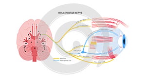 Oculomotor nerve poster photo