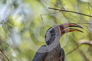 Ocyceros birostris or the Indian Grey Hornbill